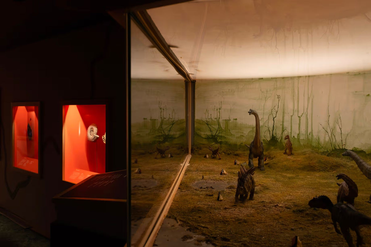 World Museum: Wild World